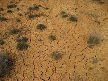 desert
